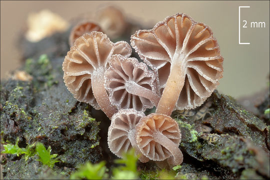 Image of Mycena meliigena (Berk. & Cooke) Sacc. 1887