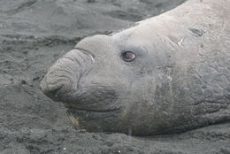 Image of South Atlantic Elephant-seal