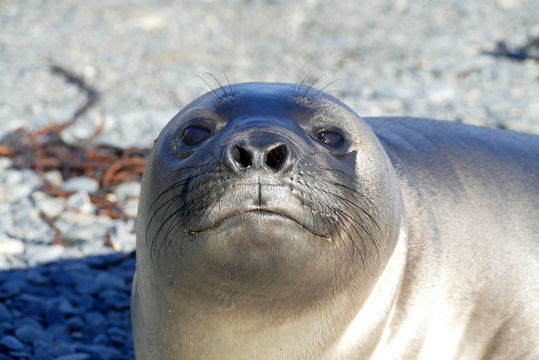 Image of South Atlantic Elephant-seal