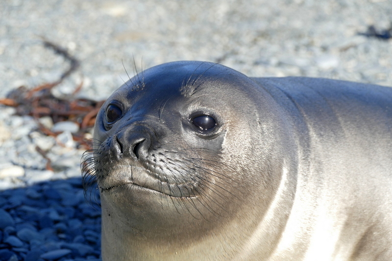 Image of South Atlantic Elephant-seal