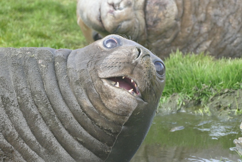 Image of South Atlantic Elephant-seal