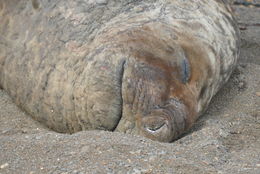 Image of South Atlantic Elephant-seal