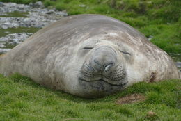 Image of South Atlantic Elephant-seal