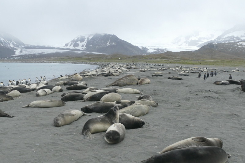 Image of South Atlantic Elephant-seal