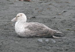 Image of Antarctic Giant-Petrel