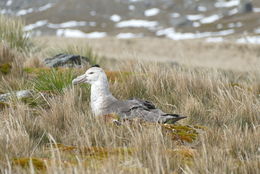 Image of Antarctic Giant-Petrel