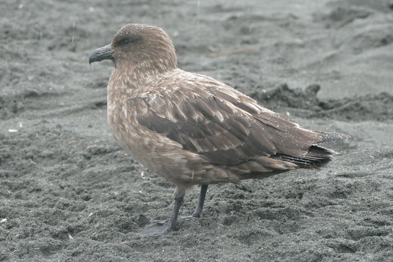 Imagem de Stercorarius antarcticus lonnbergi (Mathews 1912)