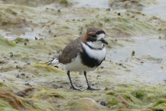 Слика од Charadrius falklandicus Latham 1790