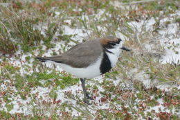 Image of Two-banded Plover