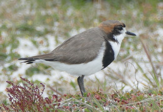 Image of Two-banded Plover