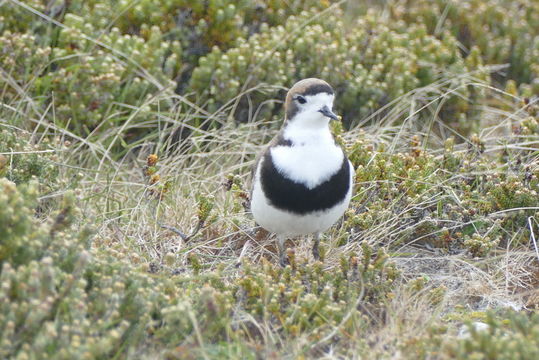 Imagem de Charadrius falklandicus Latham 1790