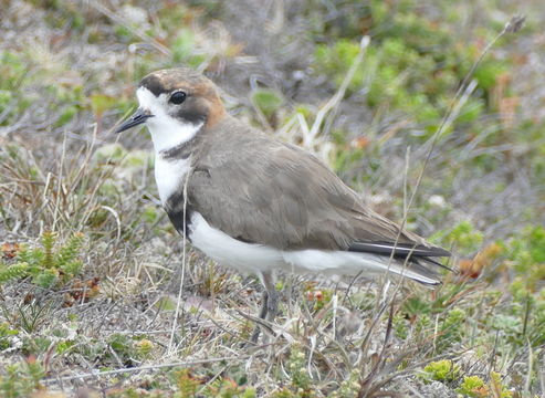 Image of Two-banded Plover