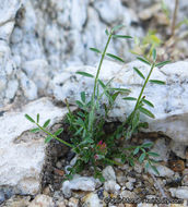 Imagem de Astragalus nuttallianus var. cedrosensis M. E. Jones