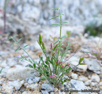 Imagem de Astragalus nuttallianus var. cedrosensis M. E. Jones