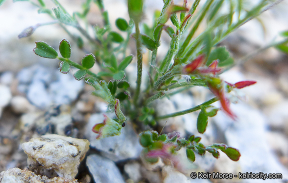 Imagem de Astragalus nuttallianus var. cedrosensis M. E. Jones