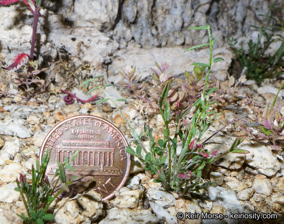 Imagem de Astragalus nuttallianus var. cedrosensis M. E. Jones