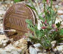 Imagem de Astragalus nuttallianus var. cedrosensis M. E. Jones