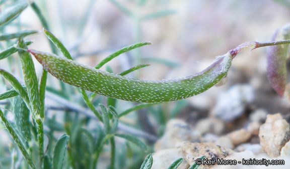 Imagem de Astragalus nuttallianus var. cedrosensis M. E. Jones