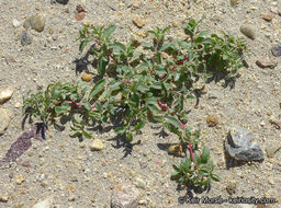 Image de Atriplex pacifica A. Nelson