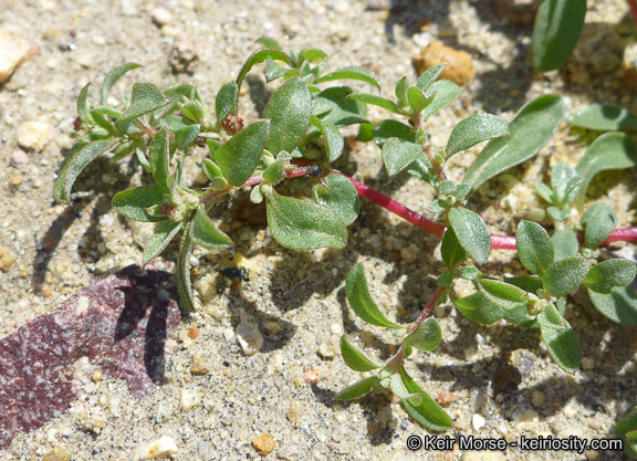 Image de Atriplex pacifica A. Nelson