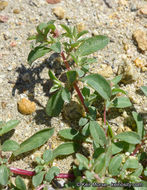 Image de Atriplex pacifica A. Nelson