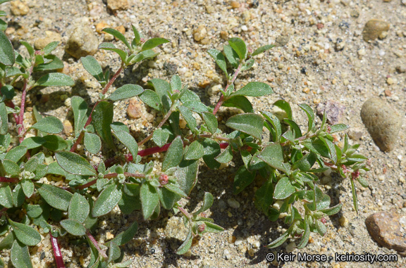 Image de Atriplex pacifica A. Nelson