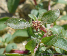 Image de Atriplex pacifica A. Nelson