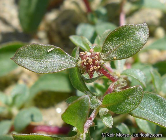 Image de Atriplex pacifica A. Nelson