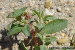 Image de Atriplex pacifica A. Nelson