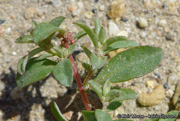 Image de Atriplex pacifica A. Nelson