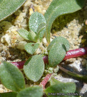 Image de Atriplex pacifica A. Nelson