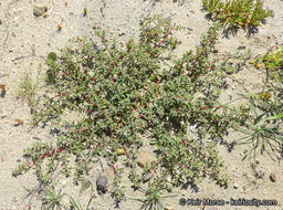 Image de Atriplex pacifica A. Nelson