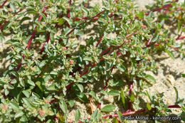 Image de Atriplex pacifica A. Nelson