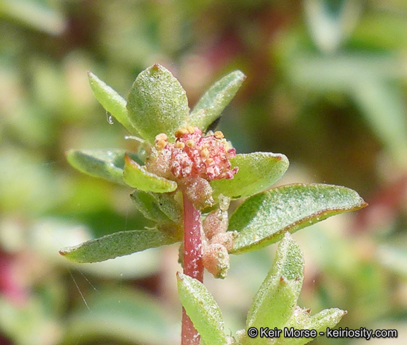 Image de Atriplex pacifica A. Nelson