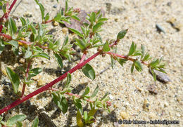 Image de Atriplex pacifica A. Nelson