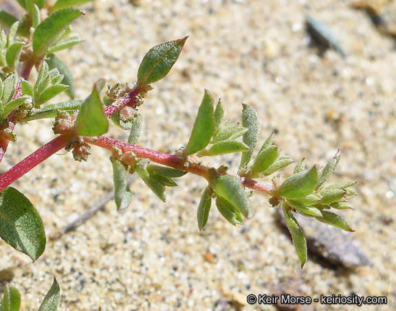 Image de Atriplex pacifica A. Nelson