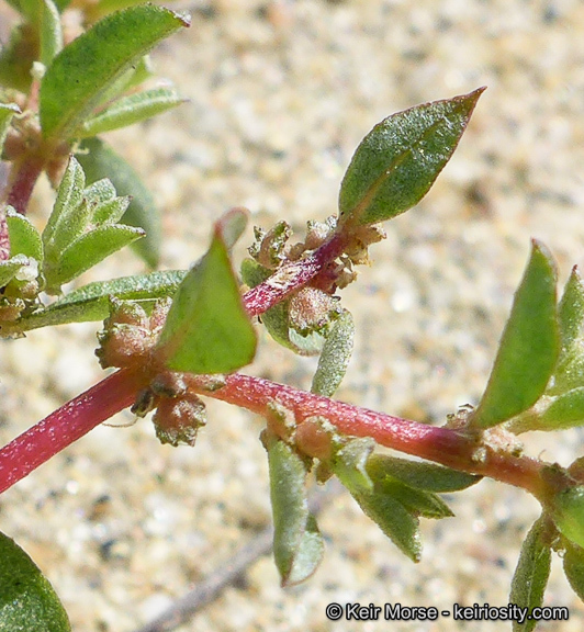 Image de Atriplex pacifica A. Nelson