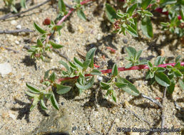 Image de Atriplex pacifica A. Nelson