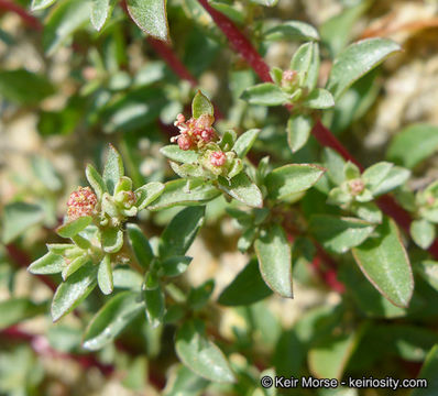 Image de Atriplex pacifica A. Nelson