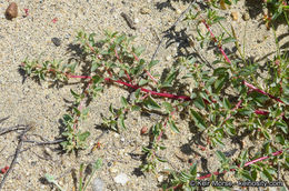 Image de Atriplex pacifica A. Nelson