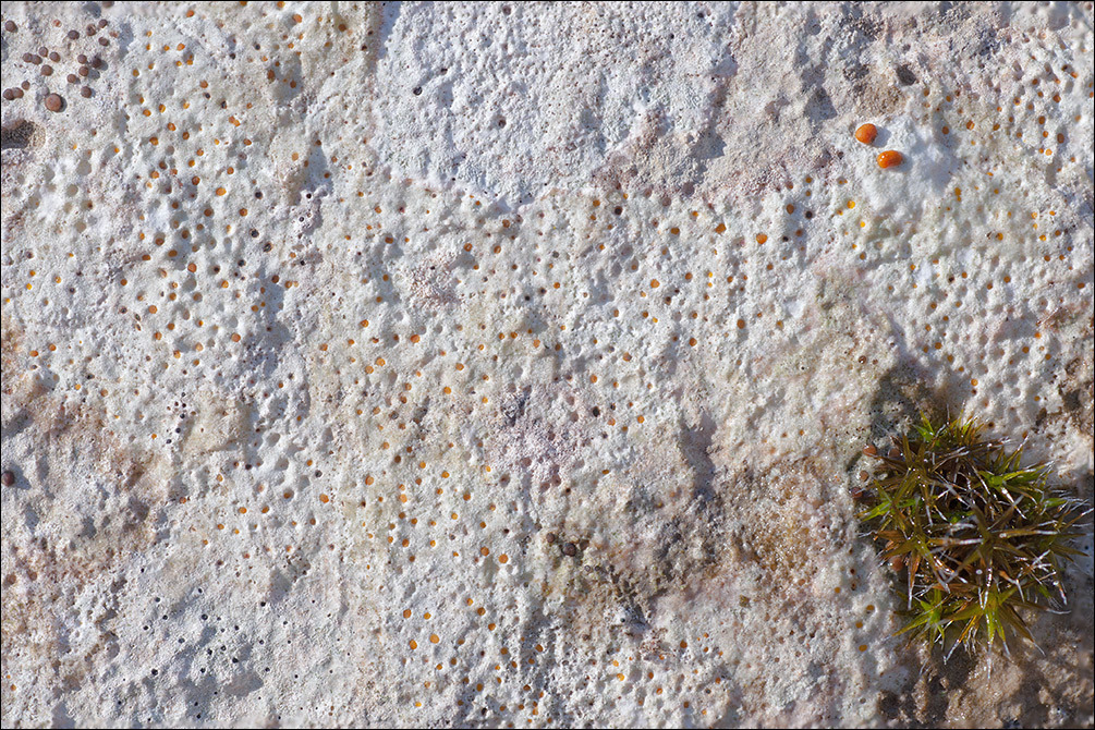 Image of protoblastenia lichen