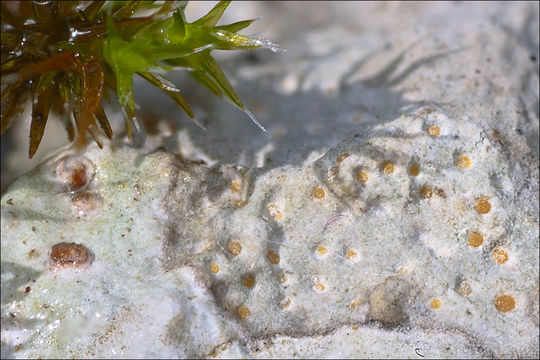 Image of protoblastenia lichen