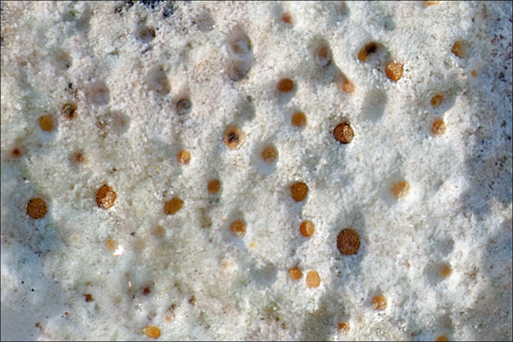 Image of protoblastenia lichen