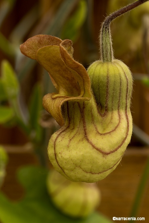 Image of California dutchman's pipe