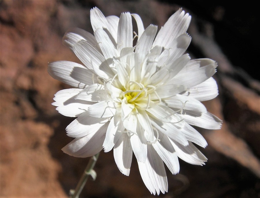 Image of New Mexico plumeseed