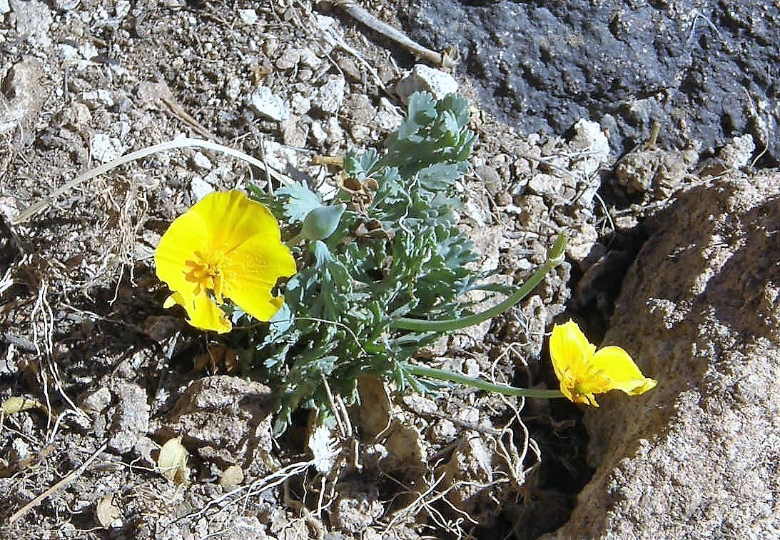 Image de Eschscholzia californica subsp. mexicana (Greene) C. Clark