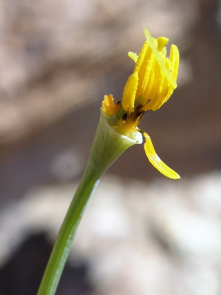 Image de Eschscholzia californica subsp. mexicana (Greene) C. Clark