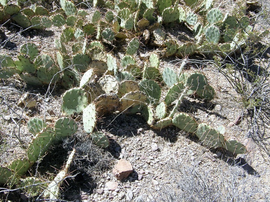 Image of Brownspine Pricklypear