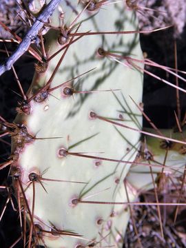 Image of Brownspine Pricklypear