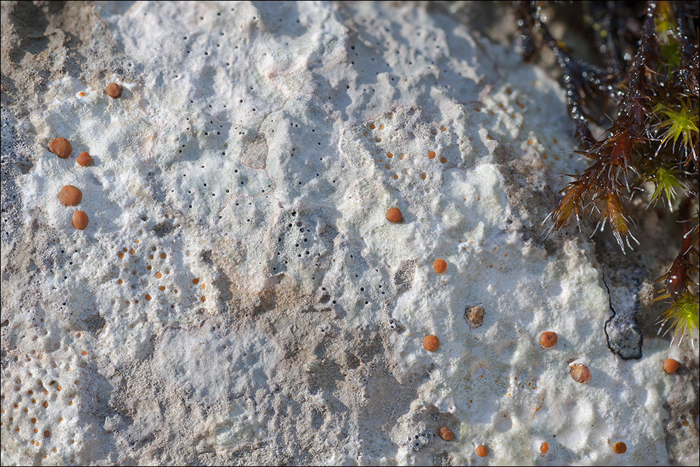 Image of protoblastenia lichen